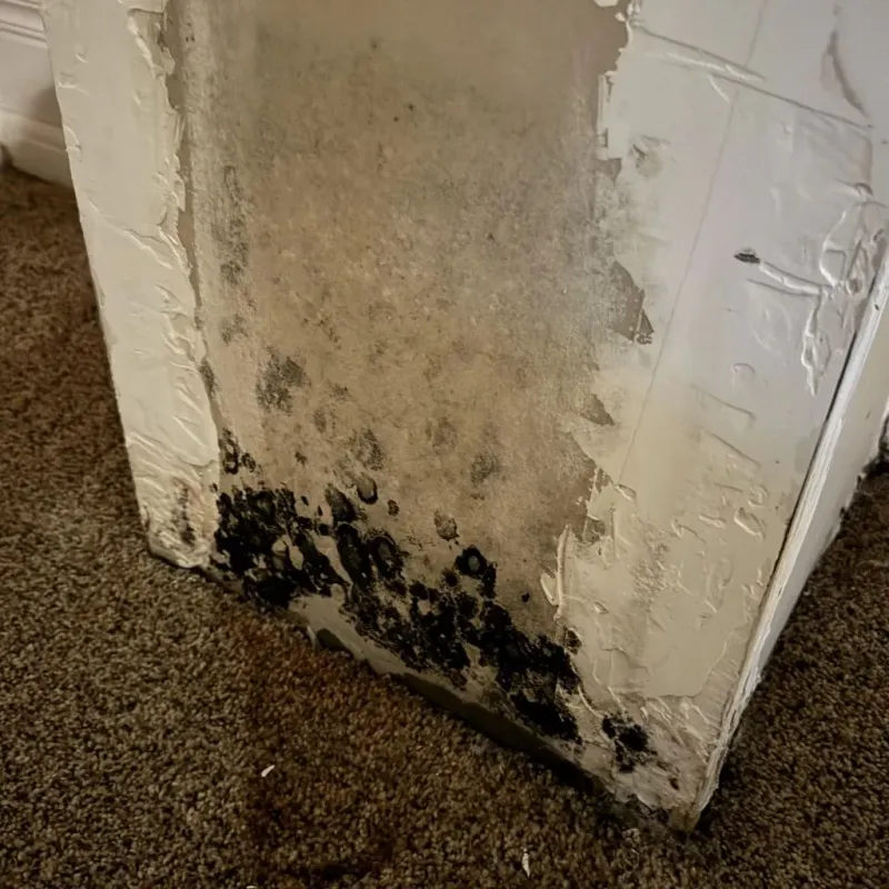 Professional Mold Removal in Williamston, NC